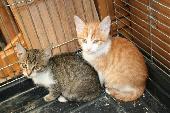 aj�nd�k kiscic�k
